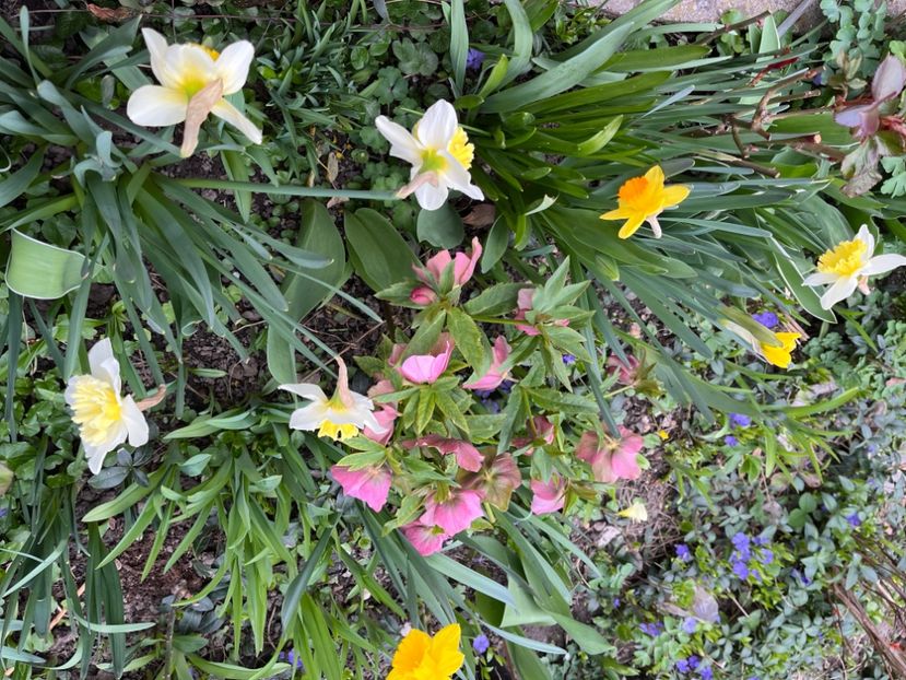 3DB4C7AE-8407-4D58-8BD6-FDEE5263C708 - Spanz 2017 2023 2024