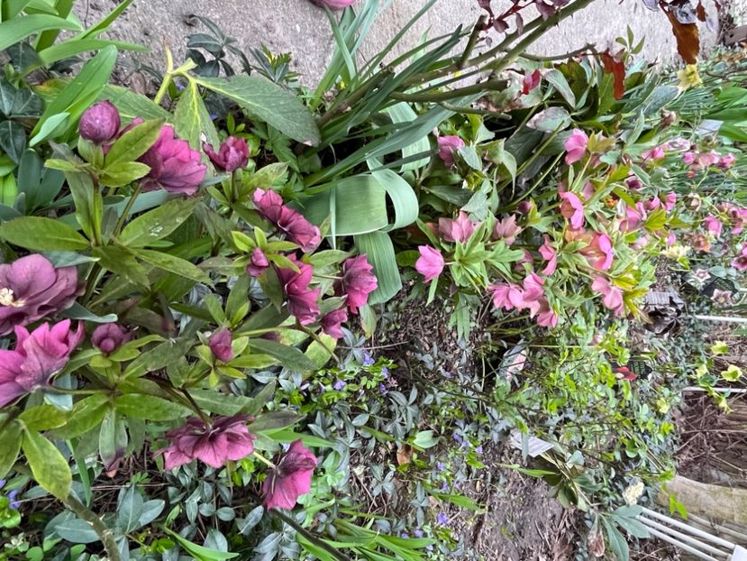 8F07D40A-F68B-4325-8CE4-E8A5A7816572 - Spanz 2017 2023 2024