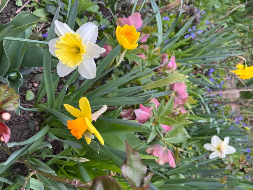 E640A442-F63B-4933-9557-24746636F2F5 - Spanz 2017 2023 2024