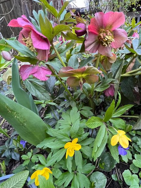 495E1768-4CB1-4478-894E-74A47D2E1DFC - Spanz 2017 2023 2024