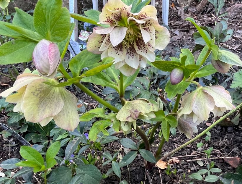 D7FBC130-875E-4623-A9BC-5BCA938726B2 - Spanz 2017 2023 2024