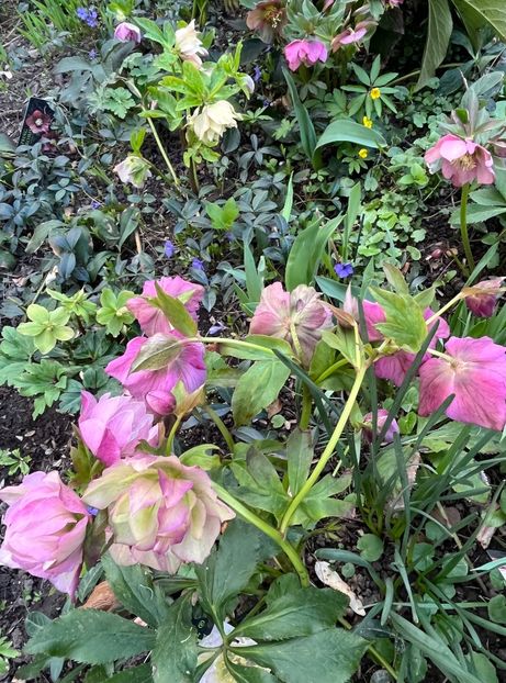 55F50353-E39A-46DF-93D8-FDE0E94848DB - Spanz 2017 2023 2024