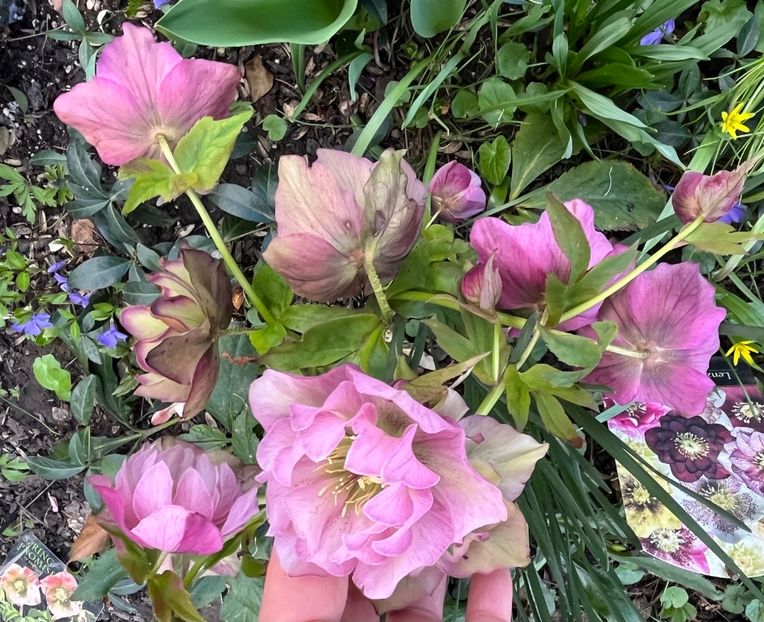 620A1922-CF9F-4866-9974-10449EF33474 - Spanz 2017 2023 2024