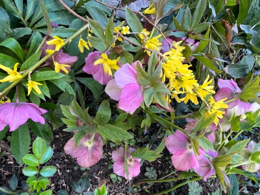 179EB7F9-98EB-46E5-A4D6-4969A4121D57 - Spanz 2017 2023 2024