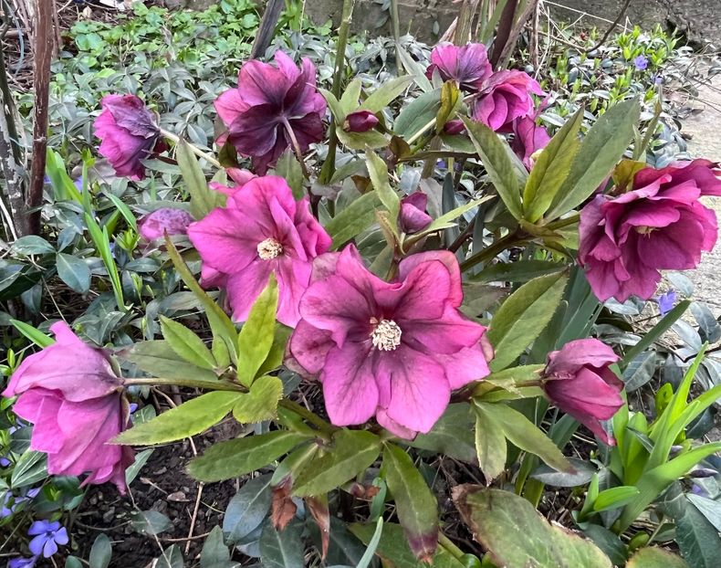 BB61C145-360F-4794-B3CD-366EFFF1A103 - Spanz 2017 2023 2024