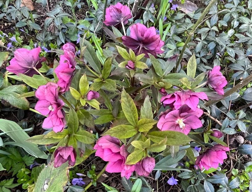 6FA10924-DC8C-43EC-987C-23A9922BB53D - Spanz 2017 2023 2024