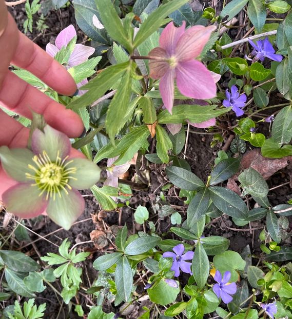 86CD4E1A-4AB4-46C2-AFF2-C3483490A853 - Spanz 2017 2023 2024