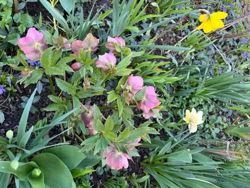 24C5B247-BC54-4376-A285-DFD8C9EE306A - Spanz 2017 2023 2024