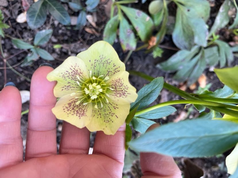 1A6A3F43-887F-418E-9D90-03096288F422 - Spanz 2017 2023 2024