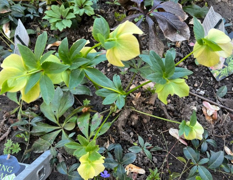 5A9BD996-CA02-4A5C-9455-287567731EE4 - Spanz 2017 2023 2024