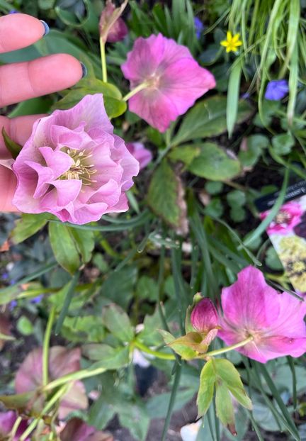 7932D1BD-146F-4A9F-A907-8D6286A99FB0 - Spanz 2017 2023 2024