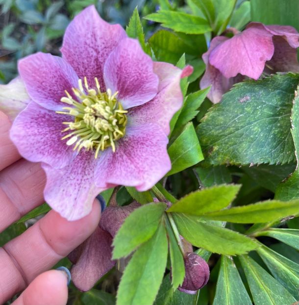 A49D408F-4D08-41E8-BD2C-65783C112D87 - Spanz 2017 2023 2024