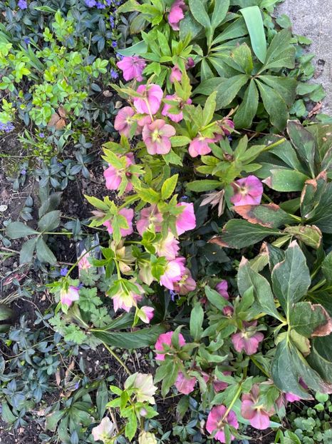 7782E05A-1931-4D94-A962-DCF61EF71CF7 - Spanz 2017 2023 2024