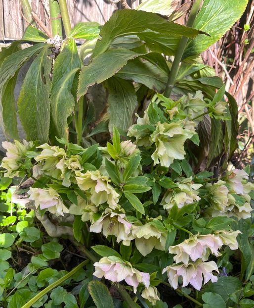 88A876B9-0A4F-4CBB-9090-1DEC1B7B1365 - Spanz 2017 2023 2024