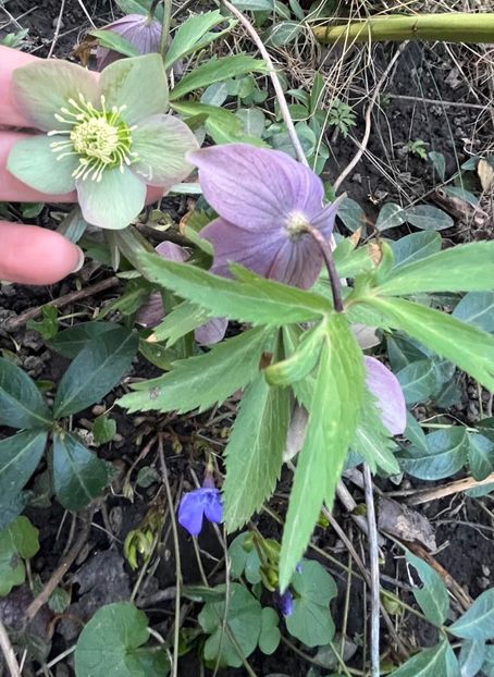 5B19C13F-2775-4A2B-AD0A-21C90246FAFE - Spanz 2017 2023 2024