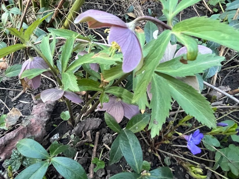 784A55CA-4E31-40A0-8657-AA96811E111B - Spanz 2017 2023 2024