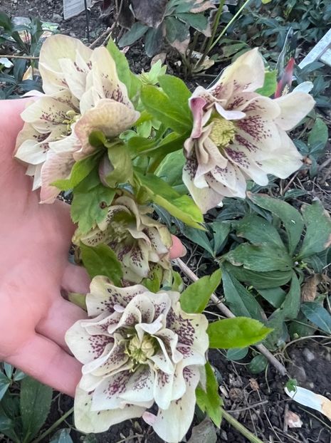 95744A9F-754F-40DB-AB48-1BD2421BE4B8 - Spanz 2017 2023 2024