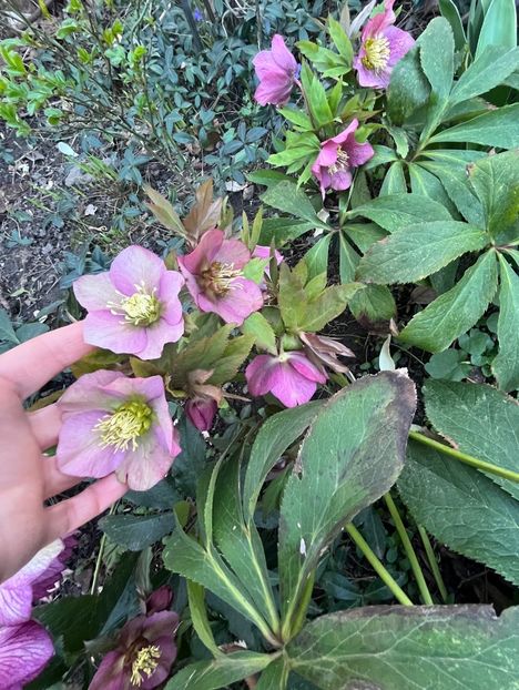 D4B92453-7DB7-448B-9672-7B19022C93FA - Spanz 2017 2023 2024