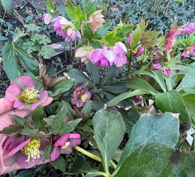 C1EC4512-AED0-431F-9CA2-A7A2866FBB0F - Spanz 2017 2023 2024