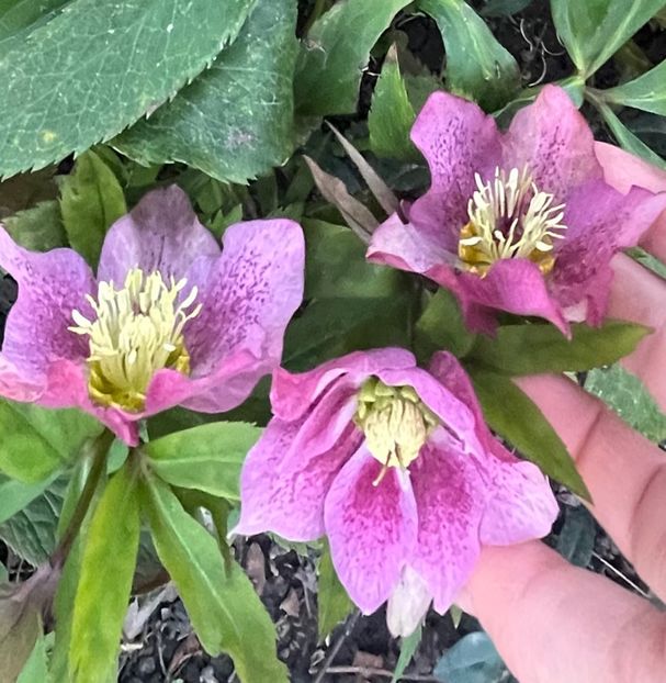 7D81C986-301D-4FD3-8087-00528E20EA12 - Spanz 2017 2023 2024