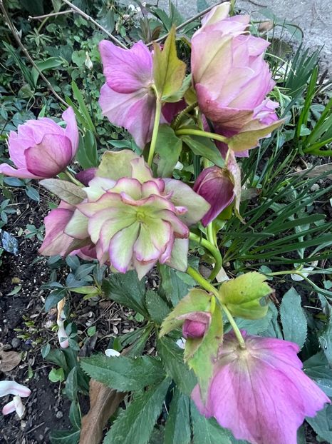 F40F5B86-96EF-4F80-AAD7-FD975BEC0E88 - Spanz 2017 2023 2024