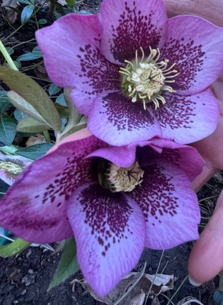 88E00B47-EC3E-408A-A2C7-41B73F2A6357 - Spanz 2017 2023 2024