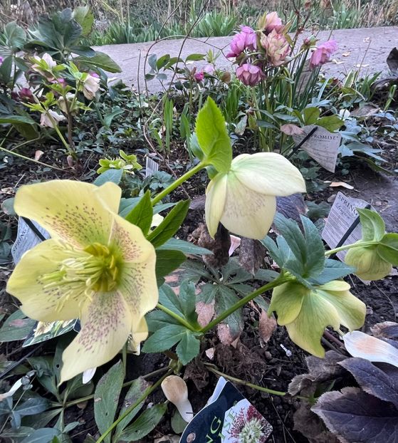 65D5F702-03FC-4178-AE5F-C05767D0F185 - Spanz 2017 2023 2024