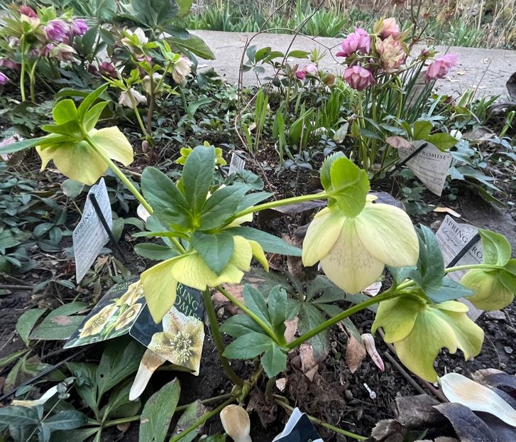 7A3E24B6-7EA8-43C8-AB65-45CE69786F12 - Spanz 2017 2023 2024