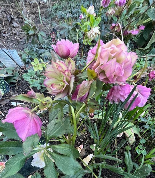 6182ECD8-0937-4010-AEB8-B056433D81C2 - Spanz 2017 2023 2024