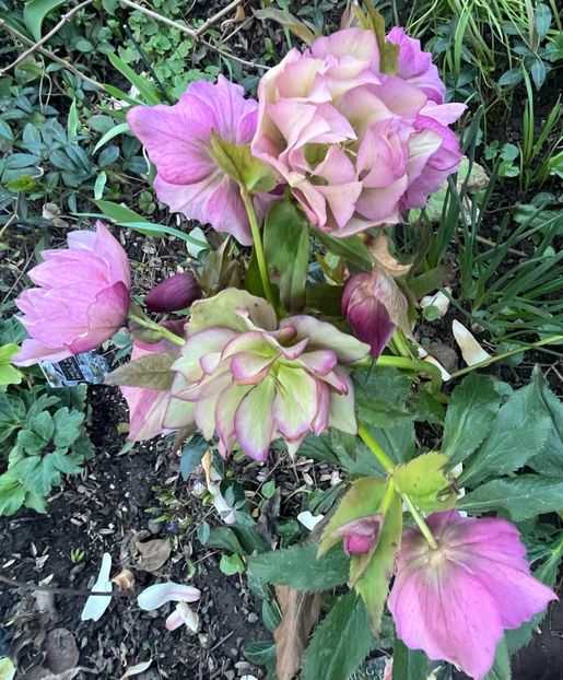 7C716BBE-9A03-41F5-A0ED-F7333CE3999D - Spanz 2017 2023 2024