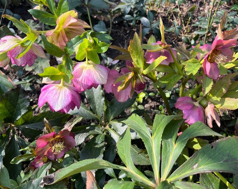 CFC06EF7-191F-4038-BC86-0E085A0B6136 - Spanz 2017 2023 2024