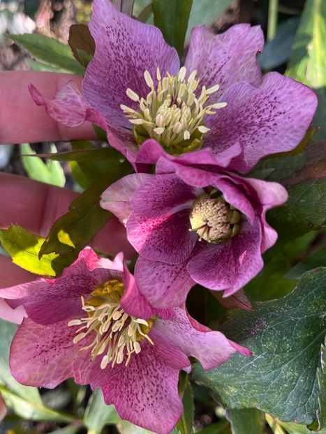 A5C8BD85-8521-448C-B1CD-88E649F88B97 - Spanz 2017 2023 2024