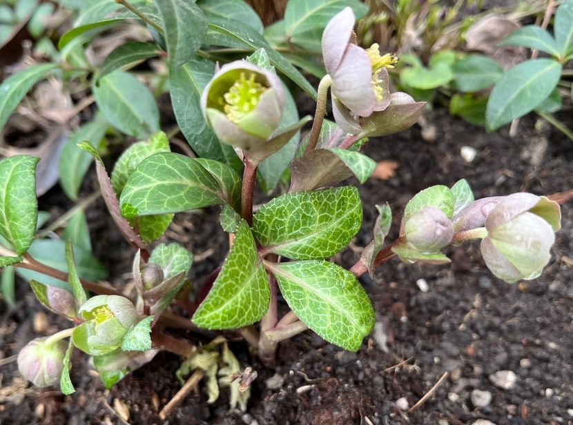 FD596AAE-F42D-4A3E-BEE1-11711E9DB943 - Spanz 2017 2023 2024