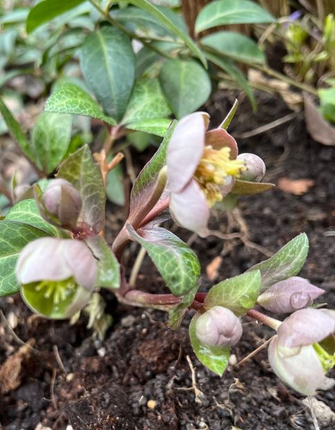 EA25C047-E007-4113-8965-41D187401863 - Spanz 2017 2023 2024