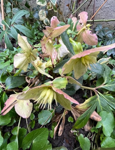 3370D2E0-2ECF-4242-9201-C122A18176AB - Spanz 2017 2023 2024