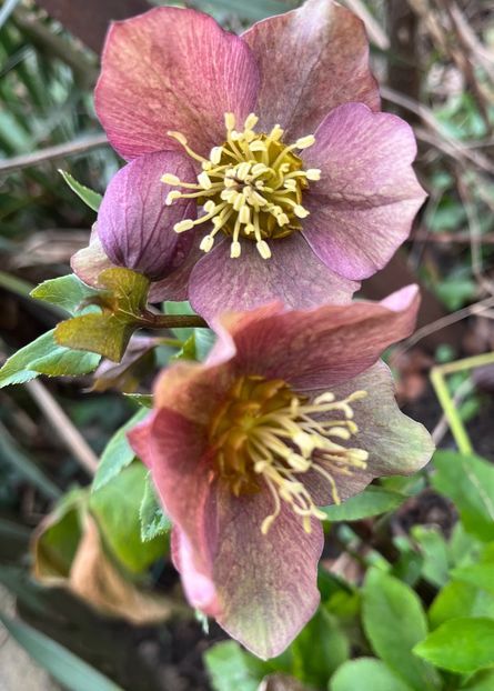 106F1AFE-21FF-4652-A5D1-50E6A273F713 - Spanz 2017 2023 2024