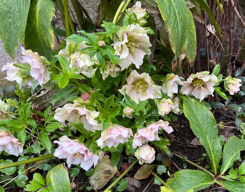 93A975D0-8336-4A56-8861-919136ABB820 - Spanz 2017 2023 2024