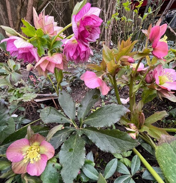 289E3C60-8D98-4303-A787-1719E7966ED7 - Spanz 2017 2023 2024