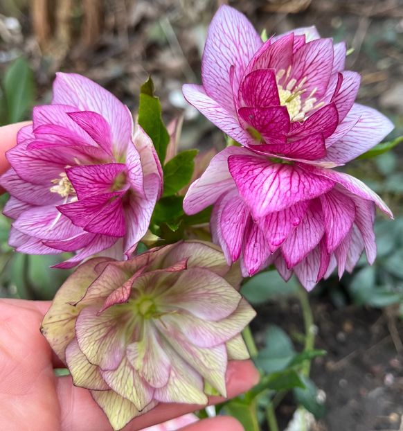 F09C9E35-2F43-46FF-A051-B53E09CE0A6F - Spanz 2017 2023 2024