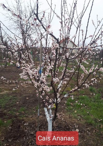 Gradina Max - Pomi Fructiferi 2020