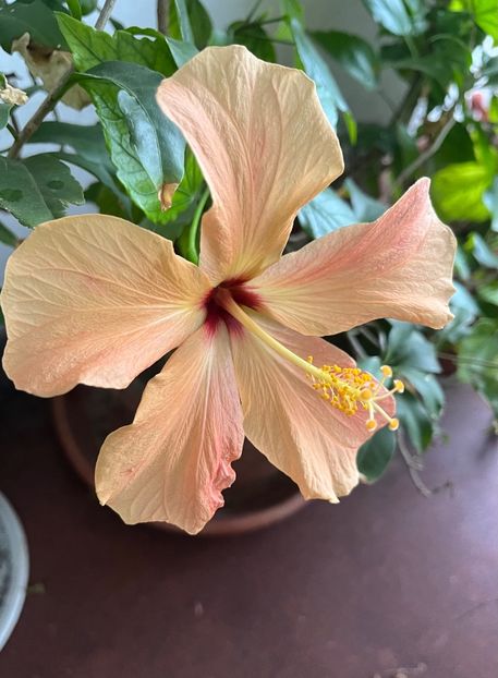 8CB6A2D8-F92E-4782-B7C7-A7B338819E6A - Hibiscus