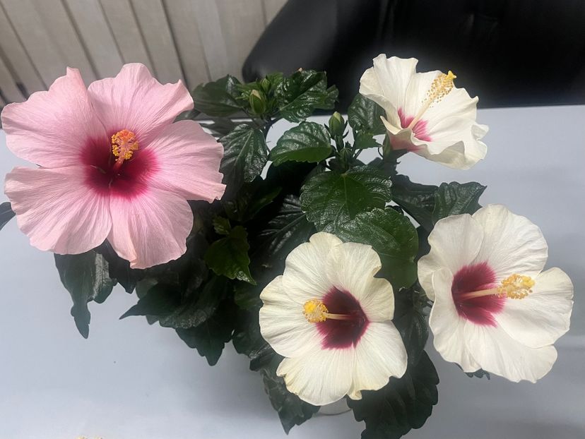 F32C9E6E-1BC4-460D-BFFE-3A42A78975A1 - Hibiscus