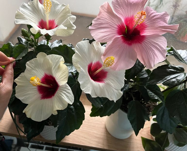 7A1CF70B-550E-4D43-9187-CE808F6C5E3A - Hibiscus