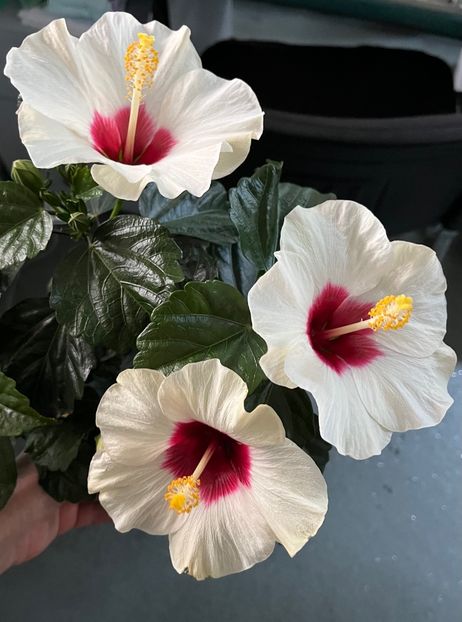 524E9FE6-7AAF-4C33-9FD8-F6BD463263FD - Hibiscus