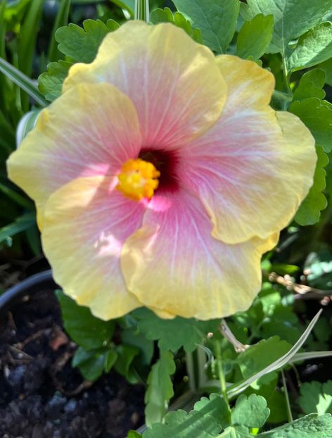 5781367B-6EEF-4483-8086-6D660BE8DD86 - Hibiscus