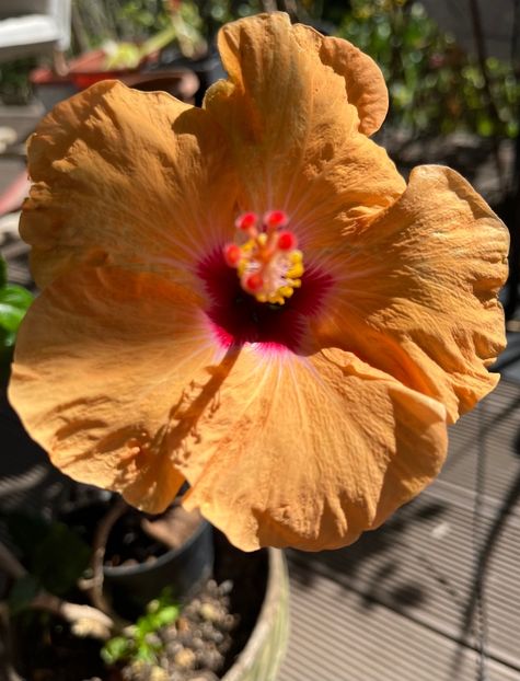 65CF1C1A-D833-4282-8A94-5451D786DD82 - Hibiscus