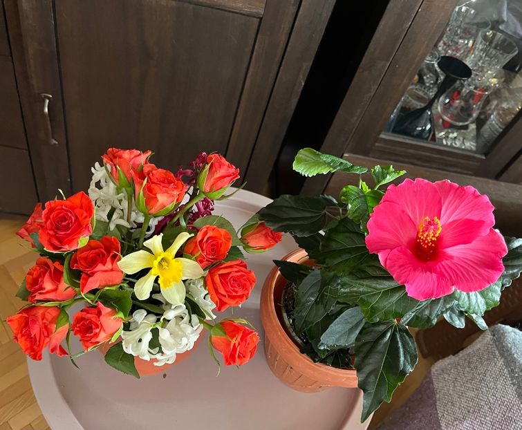 4141DC2C-0D1D-4068-A282-9E19272709F1 - Hibiscus