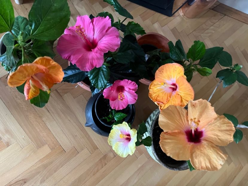 0E7077A8-322E-4B44-958B-9E0A9148022C - Hibiscus