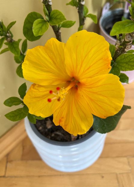 225EB8CD-AADF-4852-A766-7FB33BFF9670 - Hibiscus