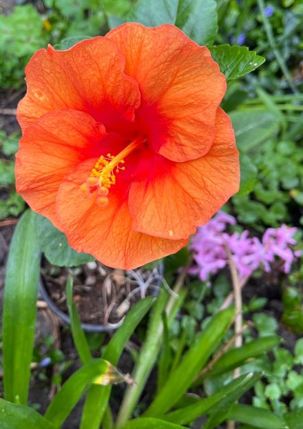 41DB111E-3D1F-4424-A3CC-EF8AB9BF2CA8 - Hibiscus